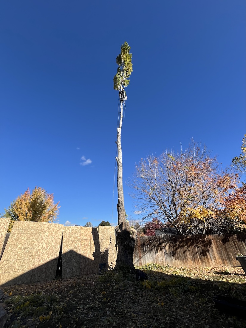 Stump grinding work by Kingdom Tree Care in Caldwell, ID