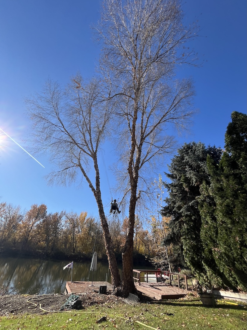 Kingdom Tree Care performing a tree removal in Caldwell, ID